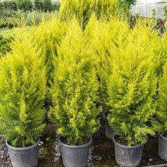 Tüplü Limoni Servi Fidanı (150-200 cm)