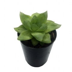Haworthia Cymbiformis Sukulent Özel Üretim(5.5 Luk Saksıda)