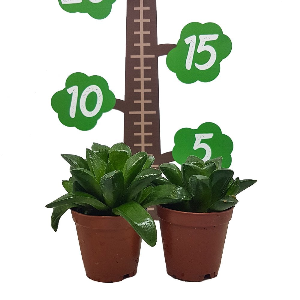 Haworthia Retusa Sukulent Özel Üretim (5.5 Luk Saksıda)