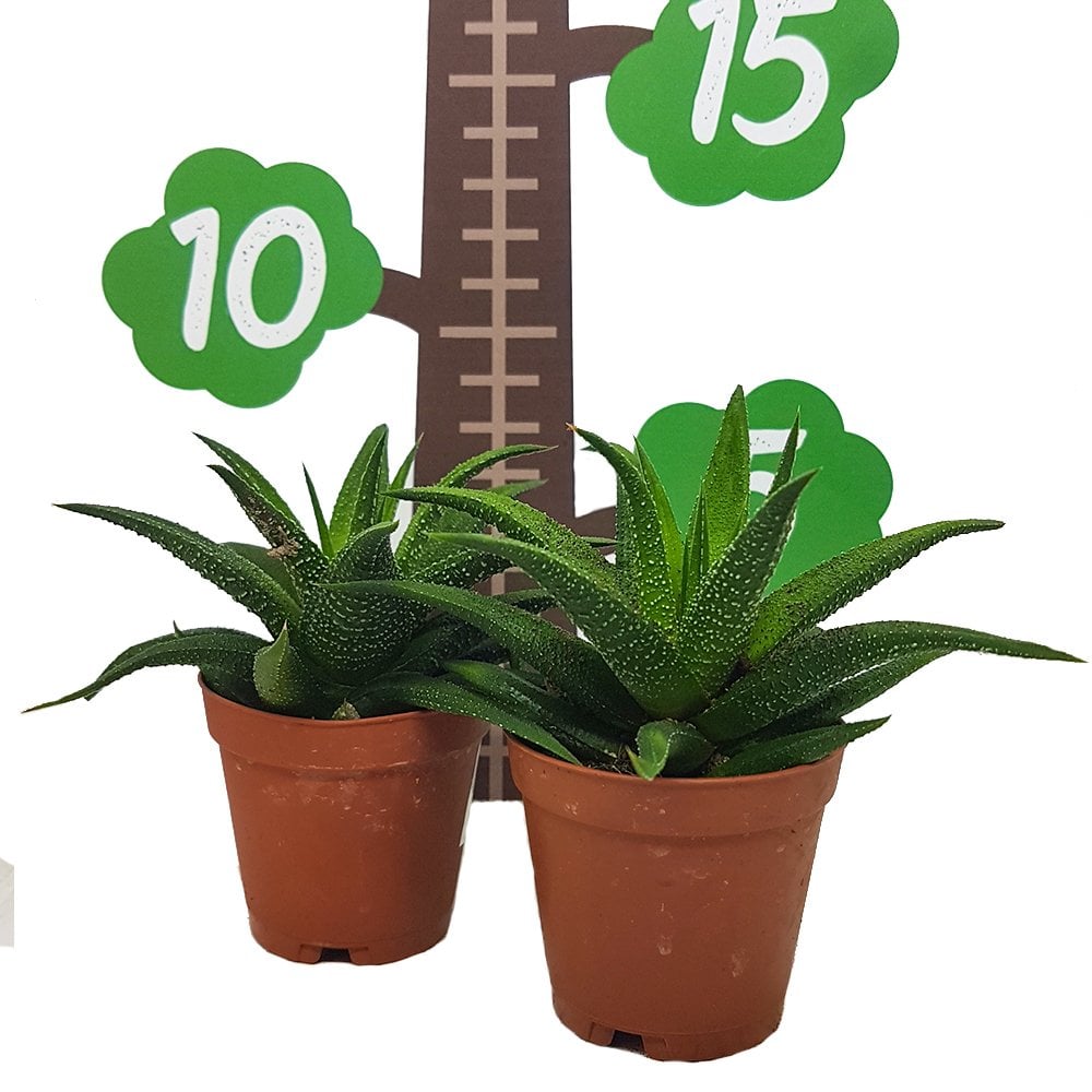 Howarthia Xy Nadir Sukulent Özel Üretim (5.5 Luk Saksıda)