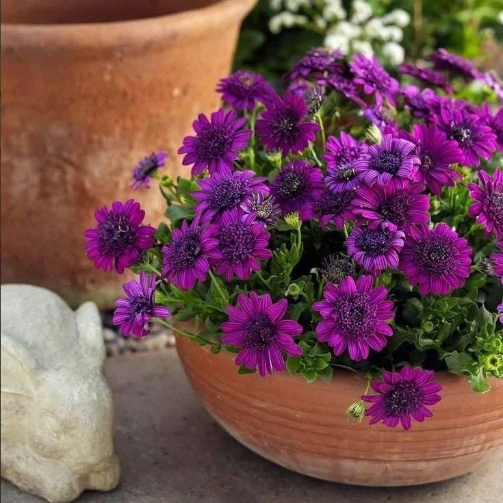 Katmerli Erato Double Purple Bodrum Papatyası Çiçeği Fidesi (1 Fide)