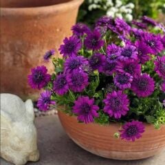 Katmerli Erato Double Purple Bodrum Papatyası Çiçeği Fidesi (1 Fide)