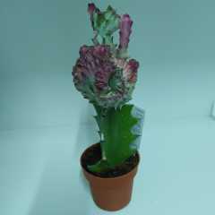 Euphorbia Lactea Variegata Cristata Aşılı Kaktüs