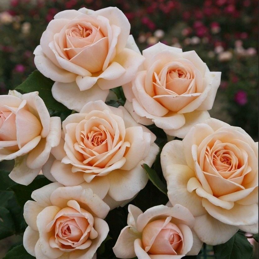 Tüplü Yediveren Hybrid Tea Apricot Fc Goncalı Soğuklara Dayanımlı Masal Gülü Fidanı