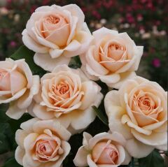 Tüplü Yediveren Hybrid Tea Apricot Fc Goncalı Soğuklara Dayanımlı Masal Gülü Fidanı