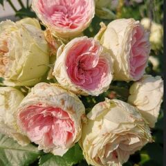 Tüplü Yediveren Hybrid Tea Pompon Goncalı Soğuklara Dayanımlı Masal Gülü Fidanı