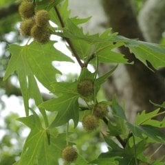 Tüplü Anadolu Çınar Ağacı (Platanus orientalis) Fidanı (60-100 cm)