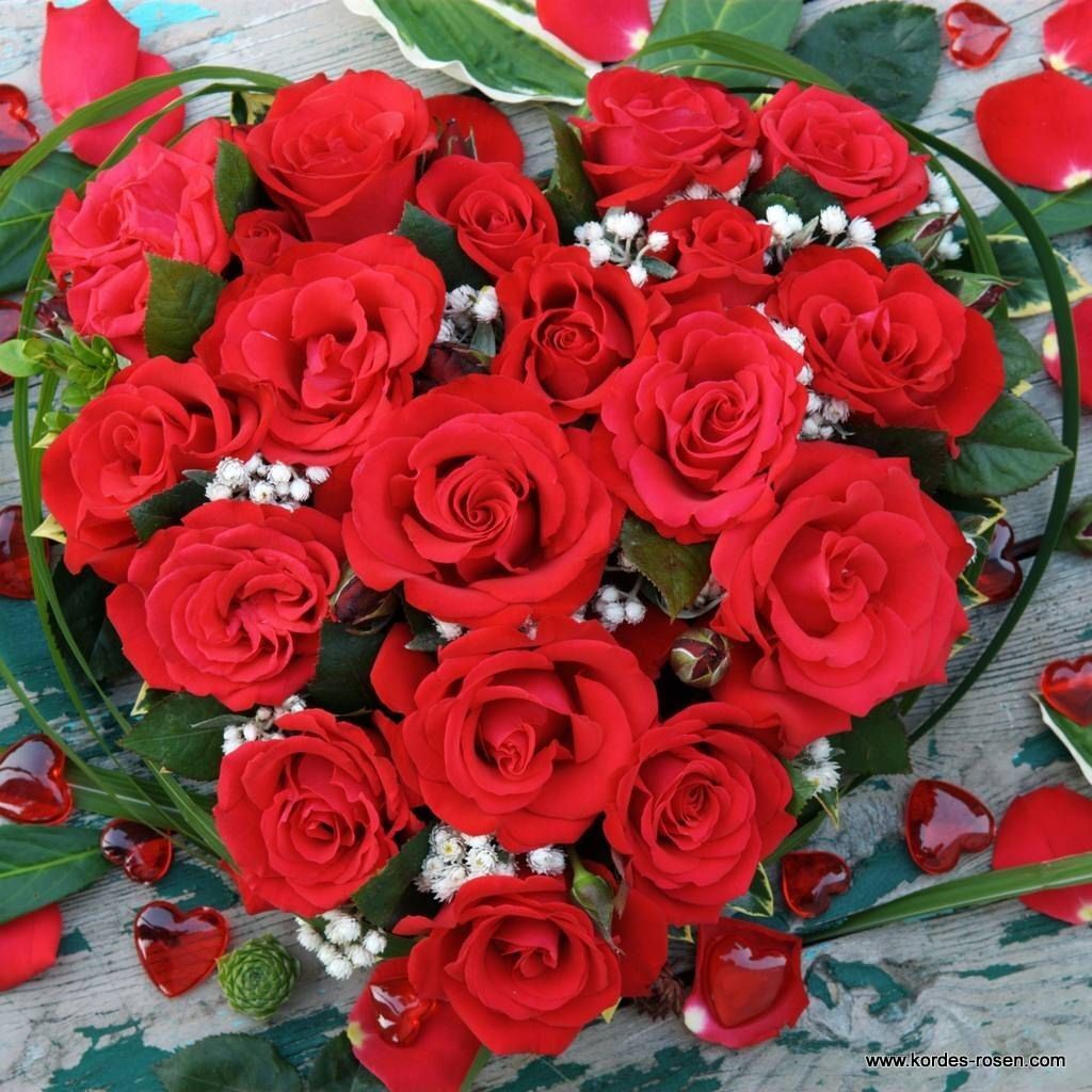 Tüplü Yediveren Hybrid Tea Roses Amore FC Soğuklara Dayanımlı Masal Gülü Fidanı