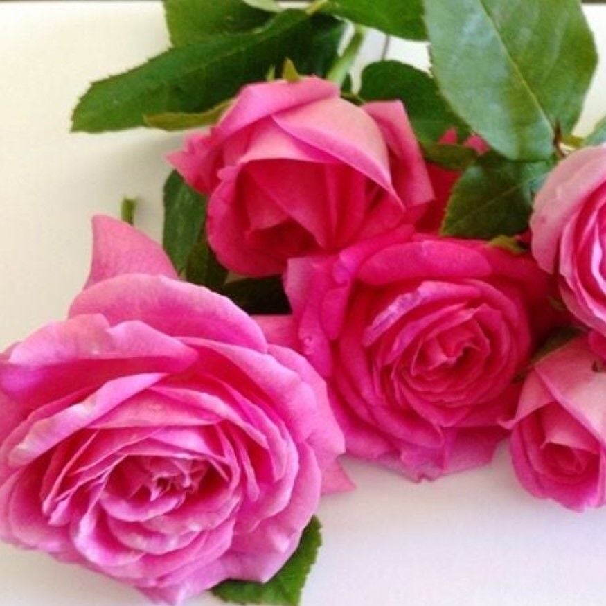 Tüplü Soğuklara Dayanımlı Yediveren Kokulu Reçellik Isparta Gül Fidanı