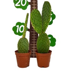 Opuntia Rufida Kaktüs Özel Üretim (5.5 Luk Saksıda)