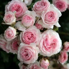 Tüplü Katmerli Blush Fc Multi Goncalı Soğuklara Dayanımlı Yediveren Gül Fidanı