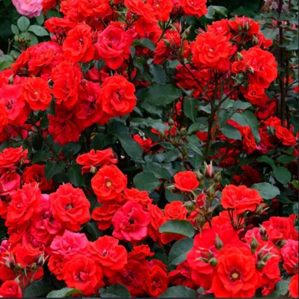 Tüplü Brillant Fc Kırmızı Yediveren Soğuklara Dayanımlı Multi Goncalı Masal Gülü Fidanı