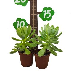 Sedum Adolphii Sukulent Özel Üretim (5.5 Luk Saksıda)