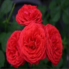 Tüplü Crimson Fc Goncalı Yediveren Masal Gül Fidanı