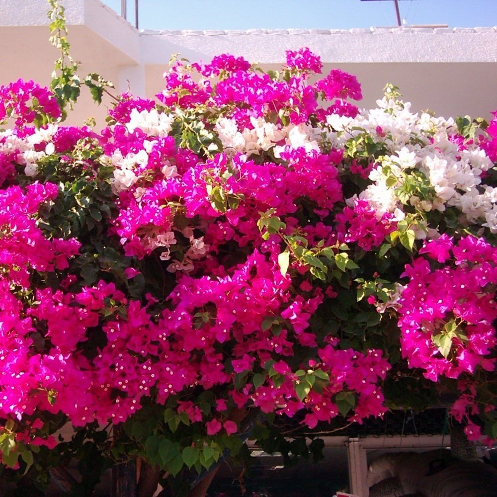 Tüplü Pembe Beyaz Kristal Begonvil Gelin Duvağı Fidanı (150-200 cm)