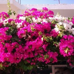 Tüplü Pembe Beyaz Kristal Begonvil Gelin Duvağı Fidanı (150-200 cm)