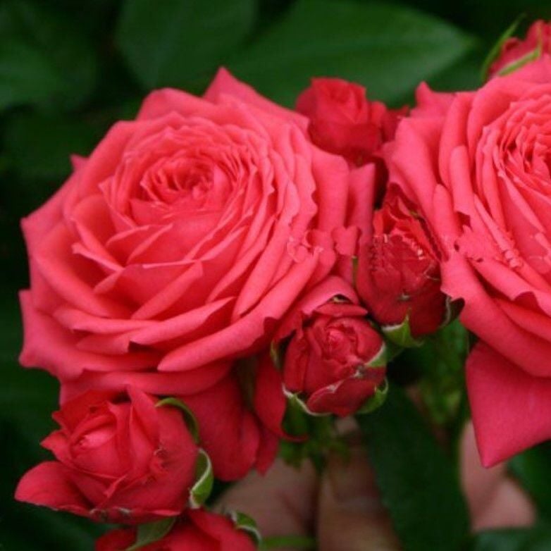 Tüplü Multi Goncalı Yediveren Florence Goncalı Gül Fidanı