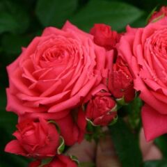 Tüplü Multi Goncalı Yediveren Florence Goncalı Gül Fidanı