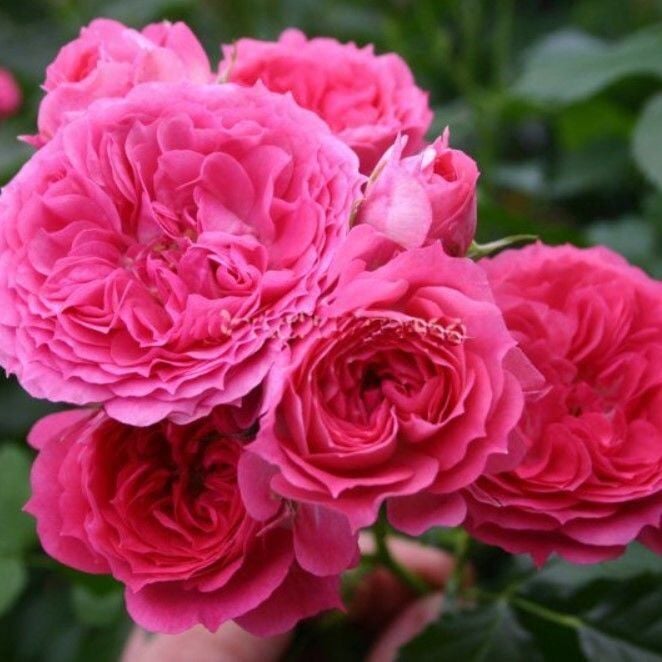 Tüplü Yediveren Soğuklara Dayanımlı Foxy Goncalı Gül Fidanı