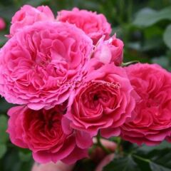 Tüplü Yediveren Soğuklara Dayanımlı Foxy Goncalı Gül Fidanı