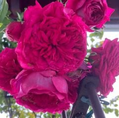 Tüplü Aşılı Yediveren Katmerli Laguna Fc Goncalı Masal Gülü Fidanı