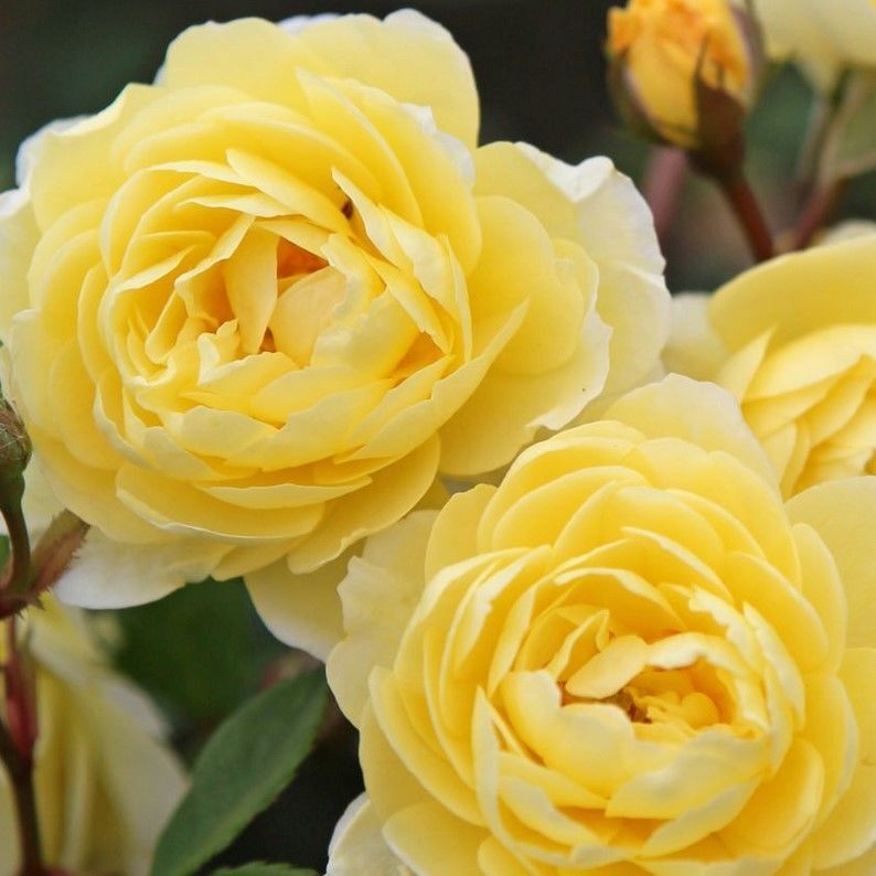 Tüplü Aşılı Yediveren Katmerli Lemon Fc Goncalı Masal Gülü Fidanı