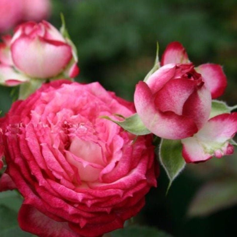 Tüplü Goncalı Soğuklara Dayanımlı Yediveren Nicole FC Gül Fidanı