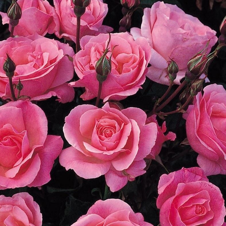 Tüplü Yediveren Goncalı Soğuklara Dayanımlı Pink Fc Masal Gül Fidanı