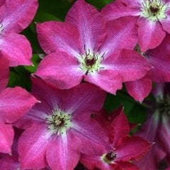 Tüplü Viva Polonia Clematis Çiçeği (Orman Asması) Fidanı