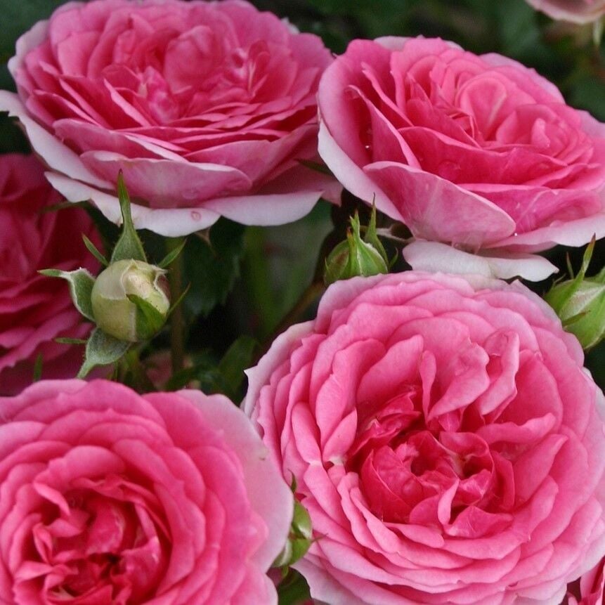 Tüplü Yediveren Goncalı Soğuklara Dayanımlı Royal Gül Fidanı