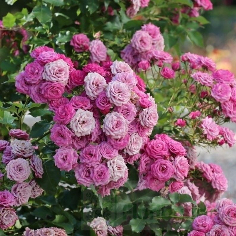 Tüplü Ramira Yediveren Çok Gocalı Masal Gülü Fidanı Gül Çemberi