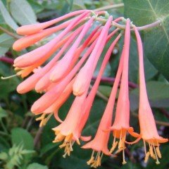 Tüplü Lonicera Sempervirens Kokulu Trompet Hanım Eli Fidanı