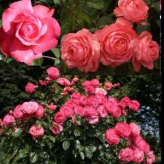 Tüplü Rosanna Yediveren Çok Gocalı Masal Gülü Fidanı Gül Çemberi