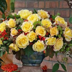 Tüplü Sunny Fc Yediveren Çok Gocalı Masal Gülü Fidanı