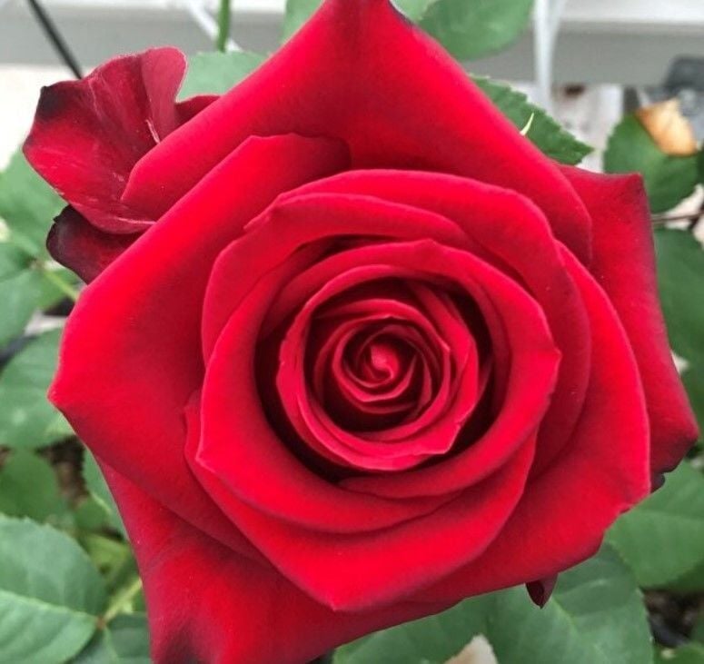 Tüplü Yediveren Yoğun Kokulu Tatiana Gül Fidanı