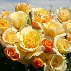 Tüplü Yediveren Soğuklara Dayanımlı Sunny Nostalji Gül Fidanı