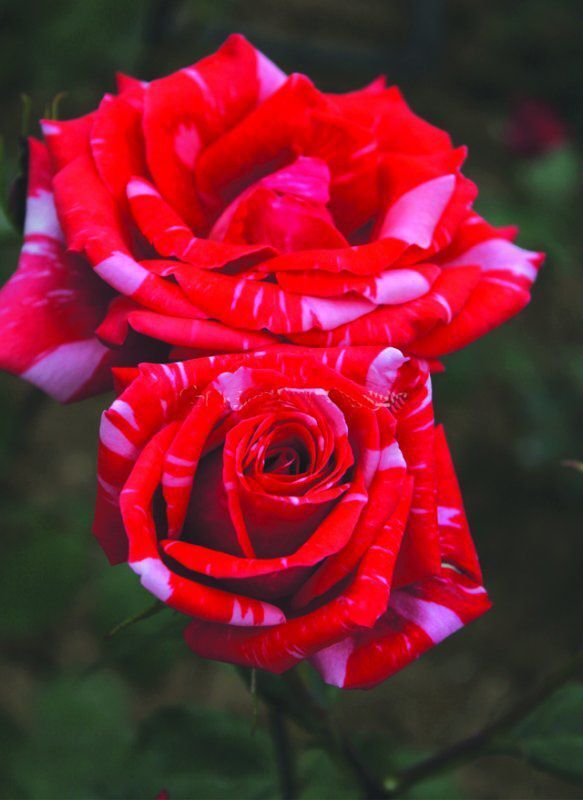 Tüplü Soğuklara Dayanımlı Yediveren Kokulu Sultana Gül Fidanı