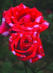 Tüplü Soğuklara Dayanımlı Yediveren Kokulu Sultana Gül Fidanı