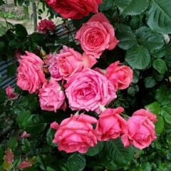 Tüplü Yediveren Sophia Soğuklara Dayanımlı Gül Fidanı