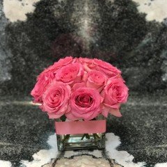 Tüplü Yediveren Yediveren Toz Pembe Bonica Gül Fidanı