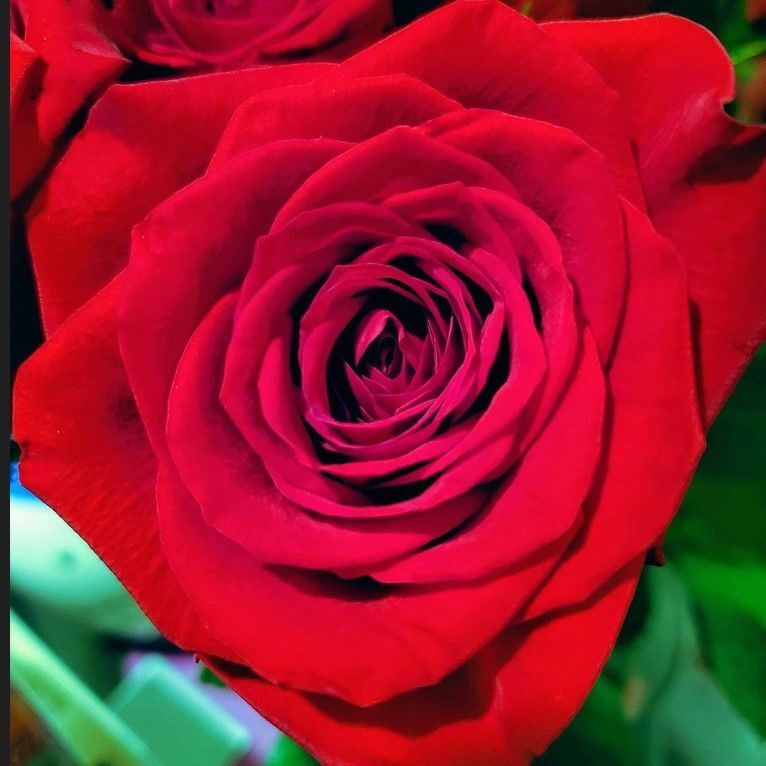 Tüplü Yediveren Schakira Soğuklara Dayanımlı Gül Fidanı