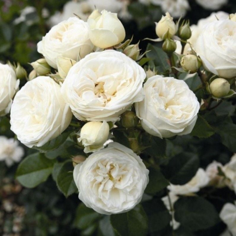 Tüplü Soğuklara Dayanımlı Mina Yediveren Gül Fidanı