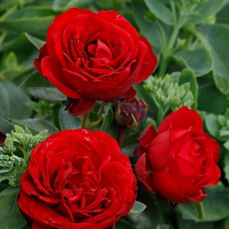 Tüplü Soğuklara Dayanımlı İri Goncalı Katmerli Felicia Yediveren Gül Fidanı