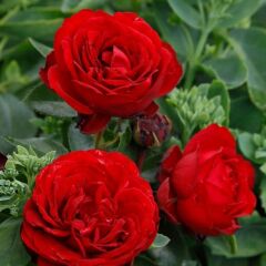 Tüplü Soğuklara Dayanımlı İri Goncalı Katmerli Felicia Yediveren Gül Fidanı