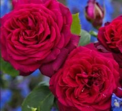 Tüplü Soğuklara Dayanımlı İri Goncalı Katmerli Carmine Yediveren Gül Fidanı