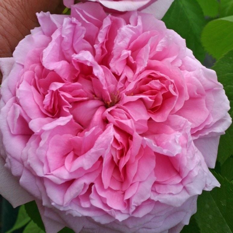 Tüplü Soğuklara Dayanımlı İri Goncalı Pembe Canina Yediveren Gül Fidanı