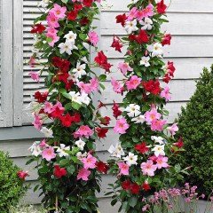 Tüplü Karışık Renk Mandevilla Çiçeği Fidanı (10 Adet)