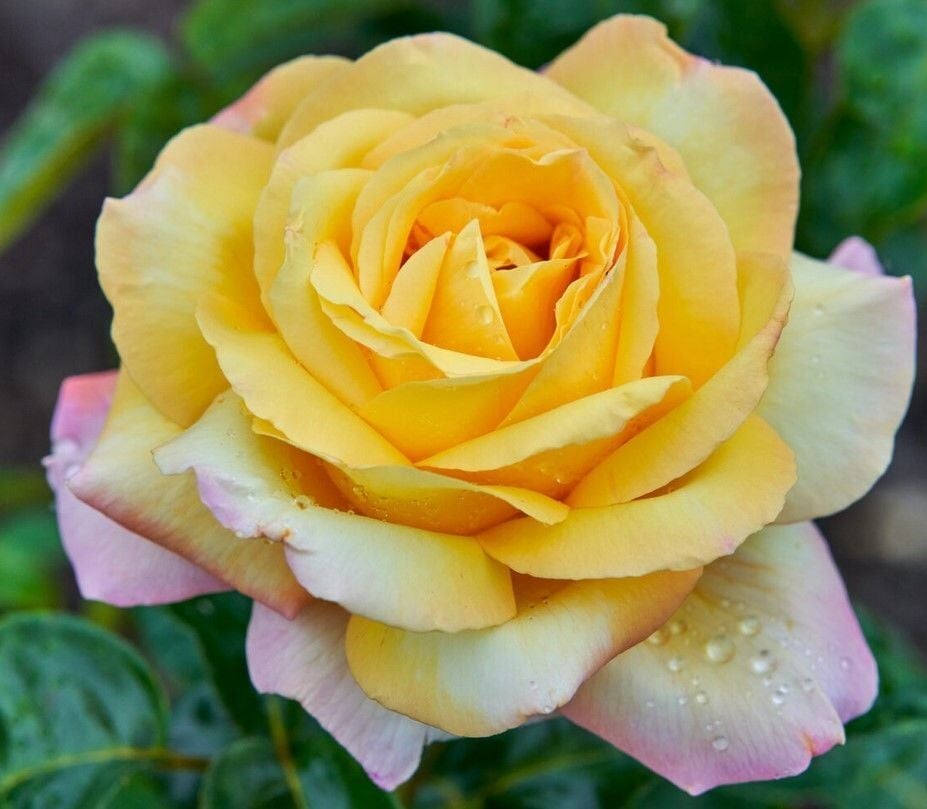 Tüplü Yediveren Kokulu Soğuklara Dayanımlı Amazon Yediveren Gül Fidanı