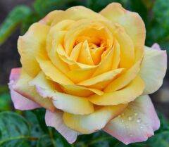 Tüplü Yediveren Kokulu Soğuklara Dayanımlı Amazon Yediveren Gül Fidanı