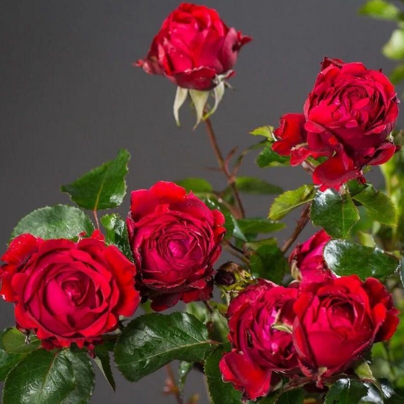 Tüplü Yediveren Kokulu Soğuklara Dayanımlı Traumfrau Yediveren Gül Fidanı